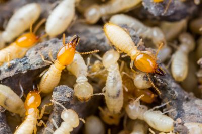 Commercial Termite Treatment in Katy, TX