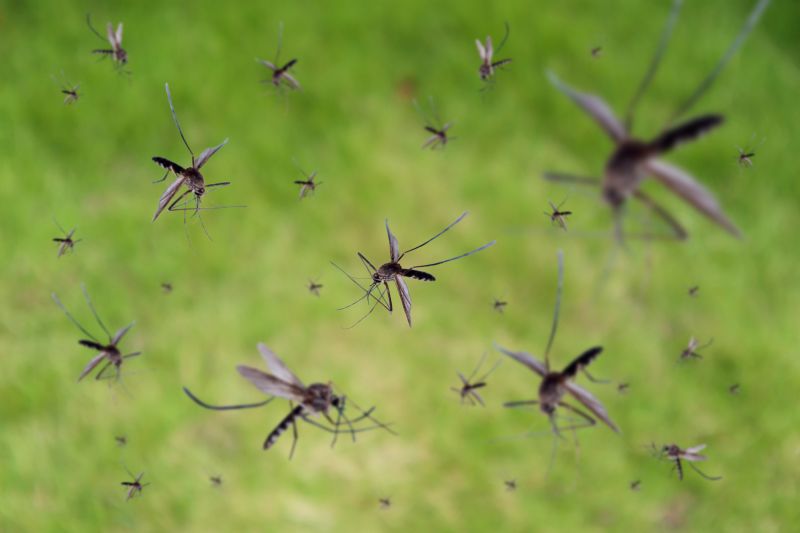 Mosquitoes Pest Control in New Braunfels, TX
