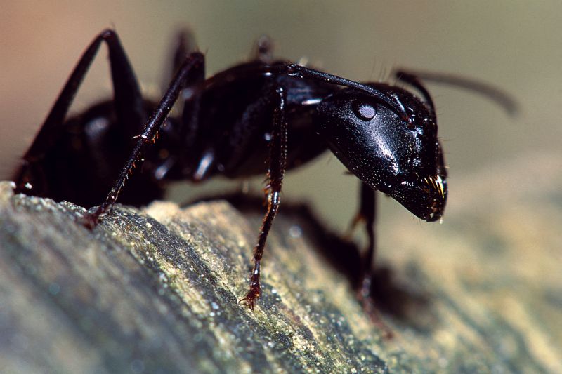 Ants Extermination Service in Arlington, TX