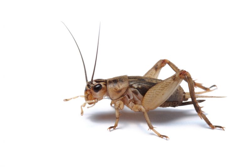 Cricket Prevention in Frisco, TX