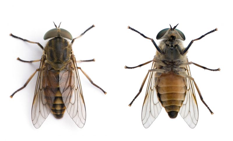 Fly Infestation Extermination in Katy, TX