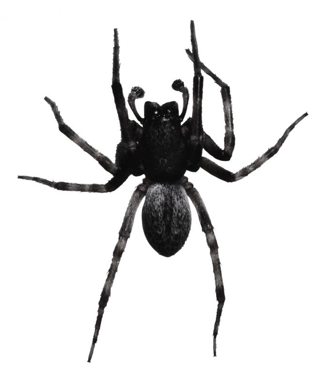 Huntsman Spider Extermination in Fort Worth, TX