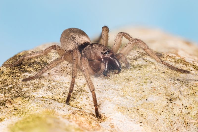 Mouse Spider Extermination in Fort Worth, TX
