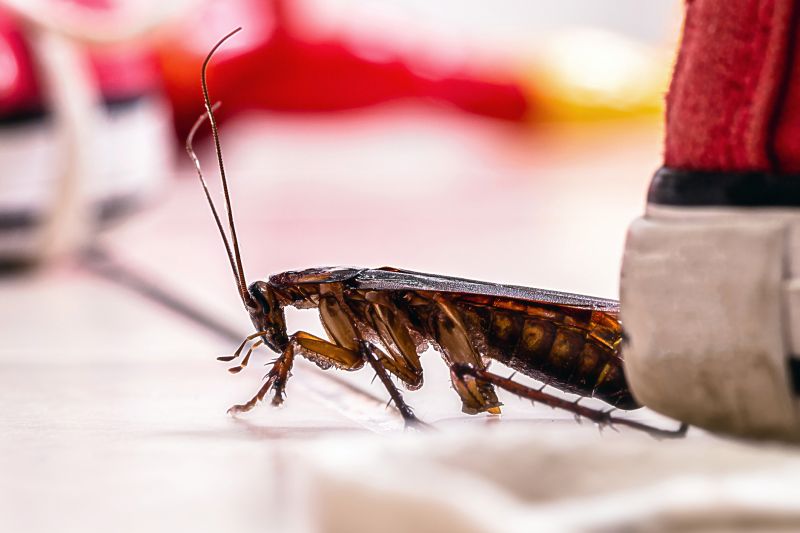 Roach Fumigation in Phoenix, AZ