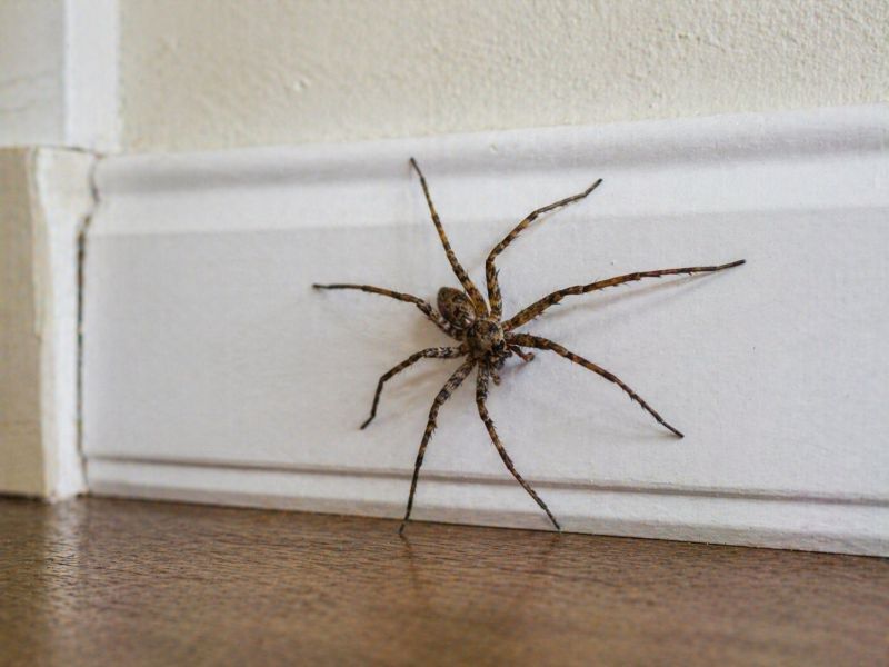 Spider Control Service in Fort Worth, TX