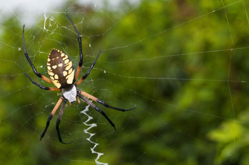 Spider Fumigation Service in San Antonio, TX