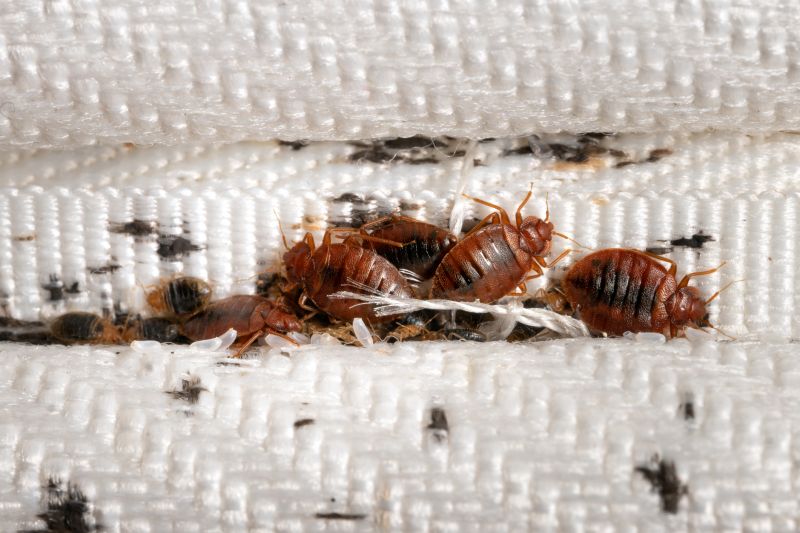 The Health And Sleep Impacts Of Bed Bug Infestations