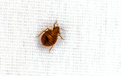 Fumigation of Bed Bugs!