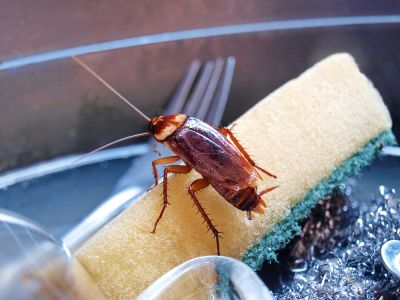 Fumigation of Cockroaches!