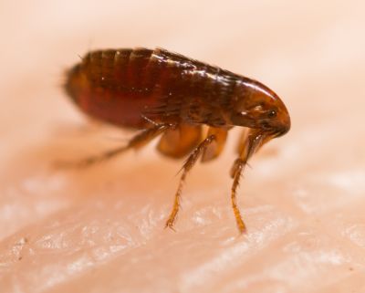 Fumigation of Fleas!