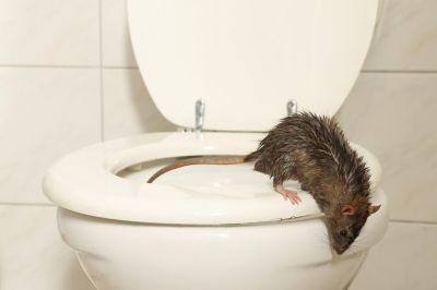 Fumigation of Rodents!